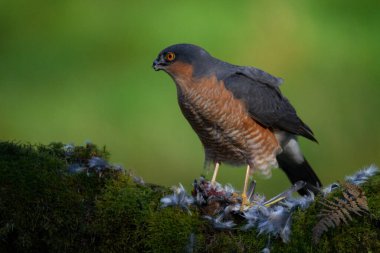 Atmaca (Accipiter nisus), av ile birlikte bir toplama direğinde oturmaktadır. İskoçya, İngiltere