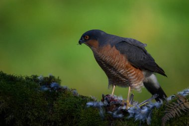 Atmaca (Accipiter nisus), av ile birlikte bir toplama direğinde oturmaktadır. İskoçya, İngiltere