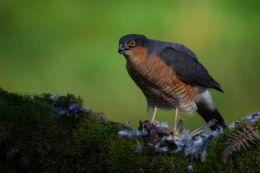 Atmaca (Accipiter nisus), av ile birlikte bir toplama direğinde oturmaktadır. İskoçya, İngiltere