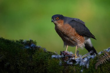 Atmaca (Accipiter nisus), av ile birlikte bir toplama direğinde oturmaktadır. İskoçya, İngiltere