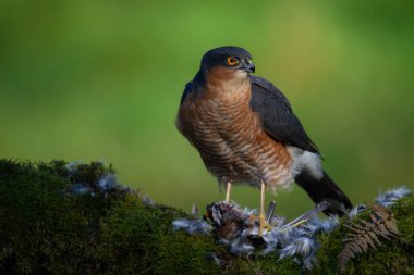 Atmaca (Accipiter nisus), av ile birlikte bir toplama direğinde oturmaktadır. İskoçya, İngiltere