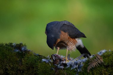 Atmaca (Accipiter nisus), av ile birlikte bir toplama direğinde oturmaktadır. İskoçya, İngiltere