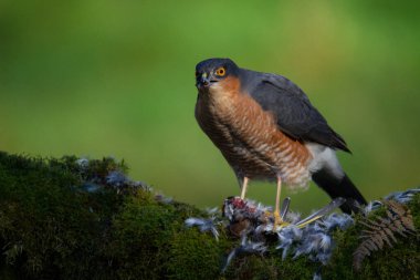 Atmaca (Accipiter nisus), av ile birlikte bir toplama direğinde oturmaktadır. İskoçya, İngiltere
