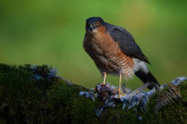 Atmaca (Accipiter nisus), av ile birlikte bir toplama direğinde oturmaktadır. İskoçya, İngiltere
