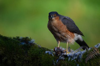 Atmaca (Accipiter nisus), av ile birlikte bir toplama direğinde oturmaktadır. İskoçya, İngiltere