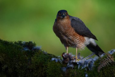 Atmaca (Accipiter nisus), av ile birlikte bir toplama direğinde oturmaktadır. İskoçya, İngiltere