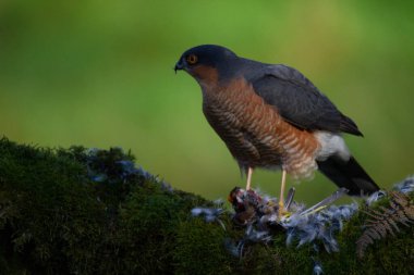 Atmaca (Accipiter nisus), av ile birlikte bir toplama direğinde oturmaktadır. İskoçya, İngiltere