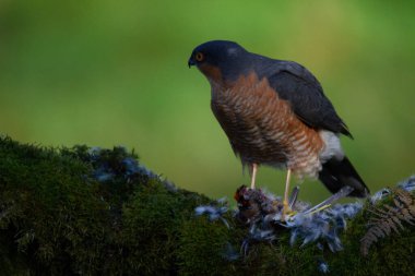Atmaca (Accipiter nisus), av ile birlikte bir toplama direğinde oturmaktadır. İskoçya, İngiltere