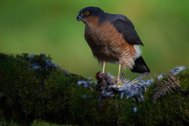Atmaca (Accipiter nisus), av ile birlikte bir toplama direğinde oturmaktadır. İskoçya, İngiltere