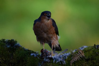 Atmaca (Accipiter nisus), av ile birlikte bir toplama direğinde oturmaktadır. İskoçya, İngiltere