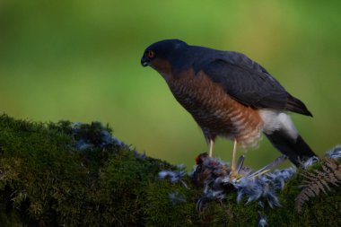 Atmaca (Accipiter nisus), av ile birlikte bir toplama direğinde oturmaktadır. İskoçya, İngiltere