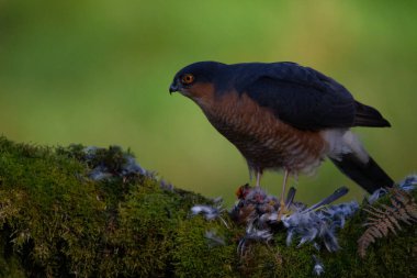 Atmaca (Accipiter nisus), av ile birlikte bir toplama direğinde oturmaktadır. İskoçya, İngiltere