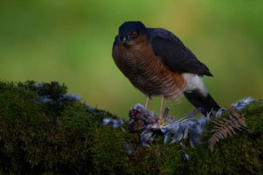 Atmaca (Accipiter nisus), av ile birlikte bir toplama direğinde oturmaktadır. İskoçya, İngiltere