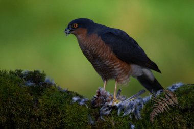 Atmaca (Accipiter nisus), av ile birlikte bir toplama direğinde oturmaktadır. İskoçya, İngiltere