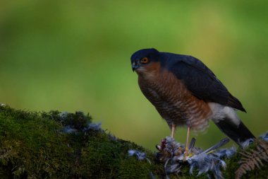 Atmaca (Accipiter nisus), av ile birlikte bir toplama direğinde oturmaktadır. İskoçya, İngiltere