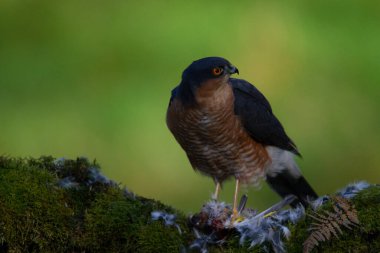 Atmaca (Accipiter nisus), av ile birlikte bir toplama direğinde oturmaktadır. İskoçya, İngiltere