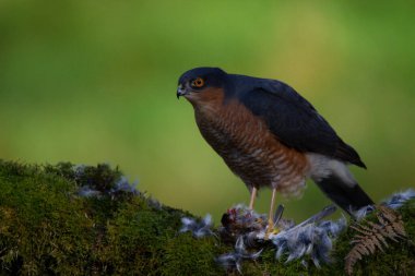 Atmaca (Accipiter nisus), av ile birlikte bir toplama direğinde oturmaktadır. İskoçya, İngiltere