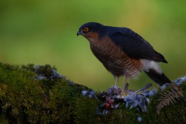 Atmaca (Accipiter nisus), av ile birlikte bir toplama direğinde oturmaktadır. İskoçya, İngiltere
