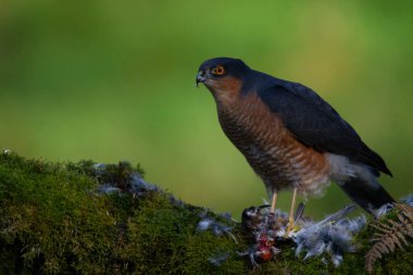 Atmaca (Accipiter nisus), av ile birlikte bir toplama direğinde oturmaktadır. İskoçya, İngiltere