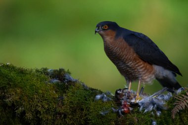 Atmaca (Accipiter nisus), av ile birlikte bir toplama direğinde oturmaktadır. İskoçya, İngiltere