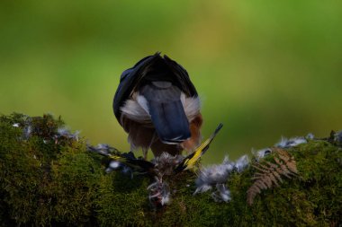 Atmaca (Accipiter nisus), av ile birlikte bir toplama direğinde oturmaktadır. İskoçya, İngiltere
