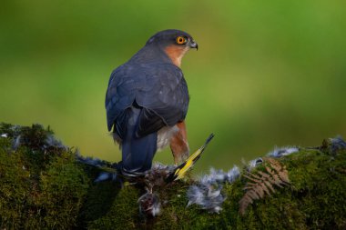 Atmaca (Accipiter nisus), av ile birlikte bir toplama direğinde oturmaktadır. İskoçya, İngiltere