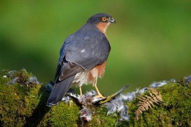 Atmaca (Accipiter nisus), av ile birlikte bir toplama direğinde oturmaktadır. İskoçya, İngiltere