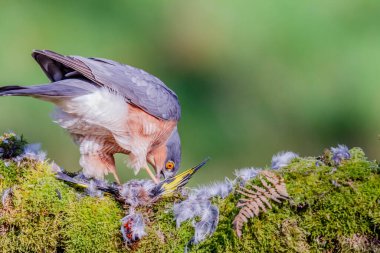 Atmaca (Accipiter nisus), av ile birlikte bir toplama direğinde oturmaktadır. İskoçya, İngiltere