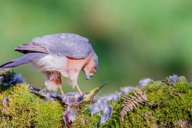 Atmaca (Accipiter nisus), av ile birlikte bir toplama direğinde oturmaktadır. İskoçya, İngiltere