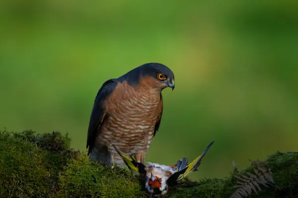 Sparvhök Accipiter Nisus Sittande Plockstolpe Med Bytesdjur Skottland Förenade Kungariket — Stockfoto