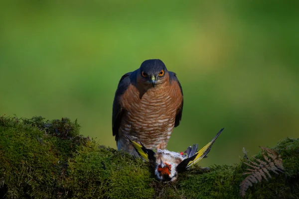 Sparvhök Accipiter Nisus Sittande Plockstolpe Med Bytesdjur Skottland Förenade Kungariket — Stockfoto