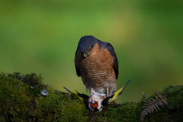 Gavilán Accipiter Nisus Posado Sentado Poste Desplumamiento Con Presa Escocia — Foto de Stock