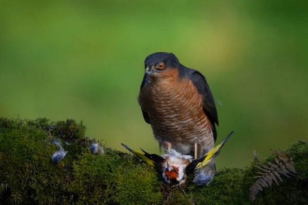 Σπάροουχωκ Accipiter Nisus Σκαρφαλωμένο Έναν Στύλο Αρπαγής Θήραμα Σκωτία Ηνωμένο — Φωτογραφία Αρχείου