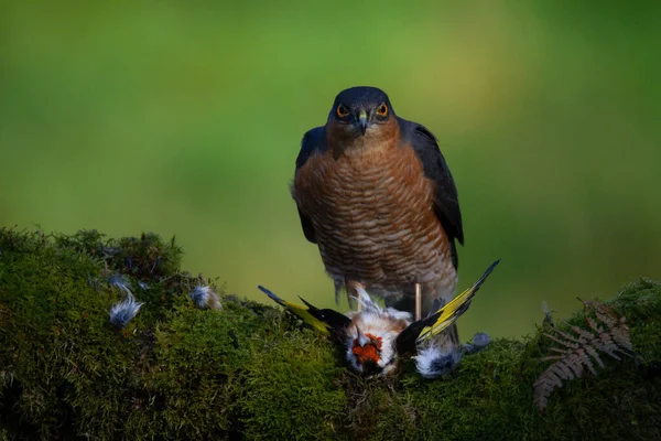 Sparrowhawk Accipiter Nisus Zittend Een Plukpaal Met Prooi Schotland Verenigd — Stockfoto