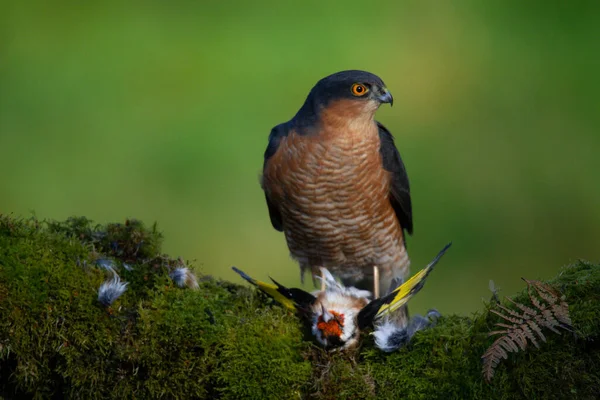 Sparrowhawk Accipiter Nisus Zittend Een Plukpaal Met Prooi Schotland Verenigd — Stockfoto