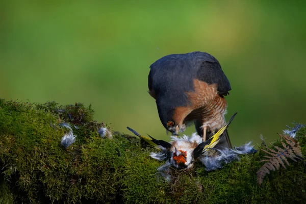 Sparrowhawk Accipiter Nisus Сидів Стовпі Здобиччю Шотландія Велика Британія — стокове фото