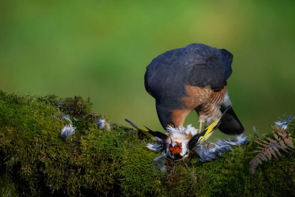 Krahujec Accipiter Nisus Sedící Trhaném Kůlu Kořistí Scotland — Stock fotografie