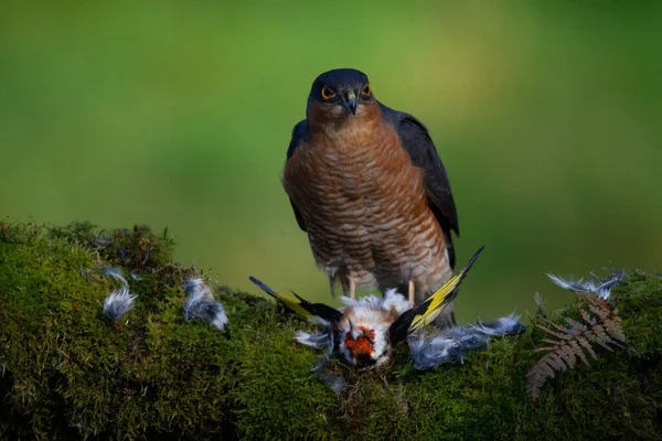 Sparvhök Accipiter Nisus Sittande Plockstolpe Med Bytesdjur Skottland Förenade Kungariket — Stockfoto