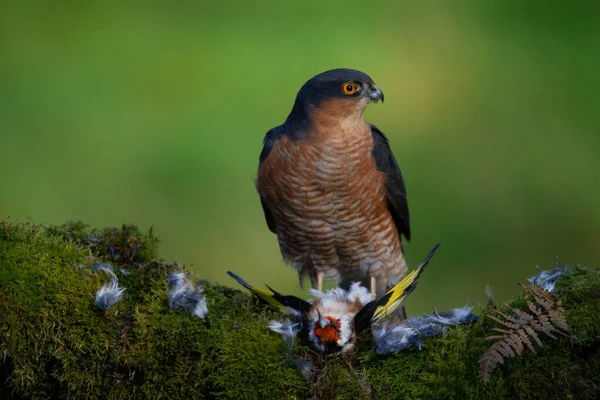 Krogulec Accipiter Nisus Siedzący Słupku Ofiarą Szkocja Zjednoczone Królestwo — Zdjęcie stockowe