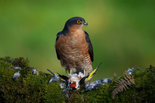 Atmaca Accipiter Nisus Ile Birlikte Bir Toplama Direğinde Oturmaktadır Skoçya — Stok fotoğraf