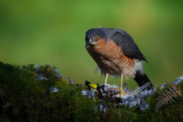 Sparrowhawk Accipiter Nisus Сидів Стовпі Здобиччю Шотландія Велика Британія — стокове фото