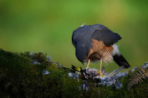 Sparrowhawk Accipiter Nisus Cocoțat Așezat Post Smulgere Pradă Scoția Marea — Fotografie, imagine de stoc