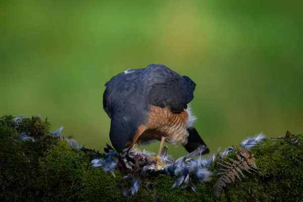 Atmaca Accipiter Nisus Ile Birlikte Bir Toplama Direğinde Oturmaktadır Skoçya — Stok fotoğraf