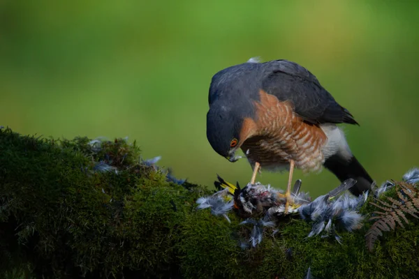 Gavilán Accipiter Nisus Posado Sentado Poste Desplumamiento Con Presa Escocia —  Fotos de Stock