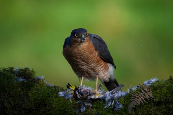 스파르타 Accipiter Nisus 낚싯대에 먹이와 스코틀랜드 — 스톡 사진