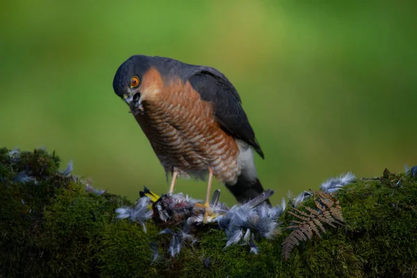 Sparvhök Accipiter Nisus Sittande Plockstolpe Med Bytesdjur Skottland Förenade Kungariket — Stockfoto