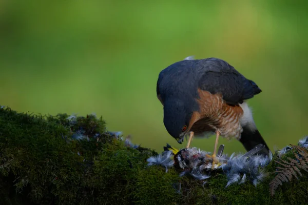 Sparrowhawk Accipiter Nisus Empoleirado Sentado Poste Arrancando Com Presas Escócia — Fotografia de Stock