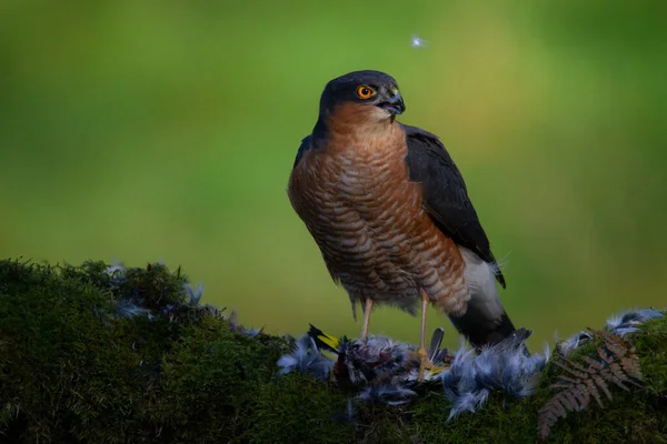 Sparrowhawk Accipiter Nisus Empoleirado Sentado Poste Arrancando Com Presas Escócia — Fotografia de Stock