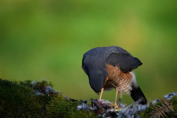 Sparrowhawk Accipiter Nisus Perched Sitting Plucking Post Prey Scotland — Stock Photo, Image