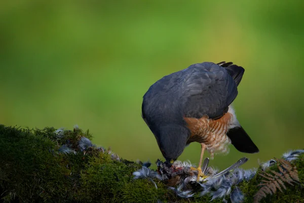 Sparvhök Accipiter Nisus Sittande Plockstolpe Med Bytesdjur Skottland Förenade Kungariket — Stockfoto